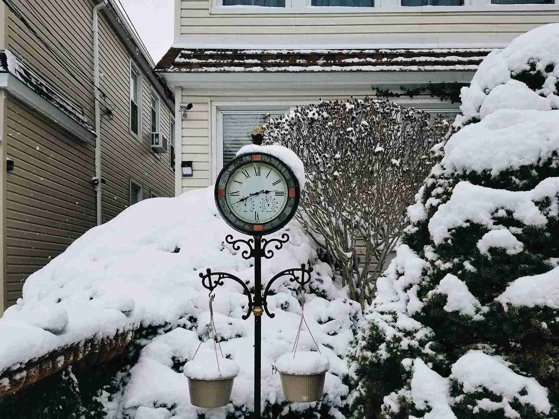close-up-snow-covered-plants-outside-building_11zon